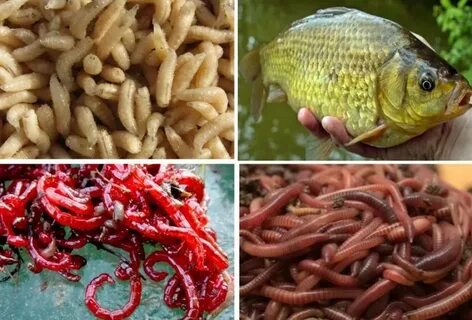 Карась ловля приманки
