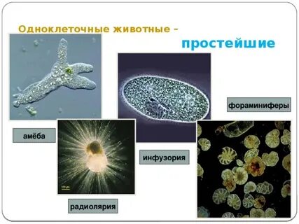 К одноклеточным животным относятся