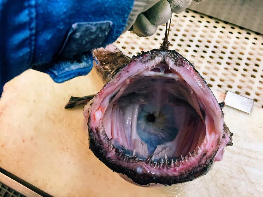 Морской удильщик. Сельдь баренцева моря. Рыба морской черт баренцева моря. В море нашли рыбу. Рыба гимантолоф удильщик.