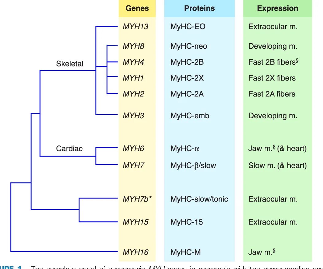 Ген myh6. Ген myh3. H9c2 basal expression Level of myh6 and myh7 differentiated Cells h9c2 +myh7\. Expression levels