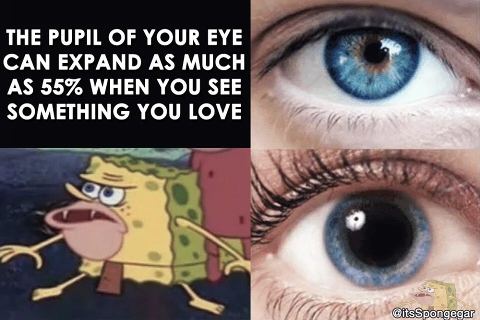 See what you like s. What you see when you close your Eyes картинки. Catch your Eye. Pupil pun meme.