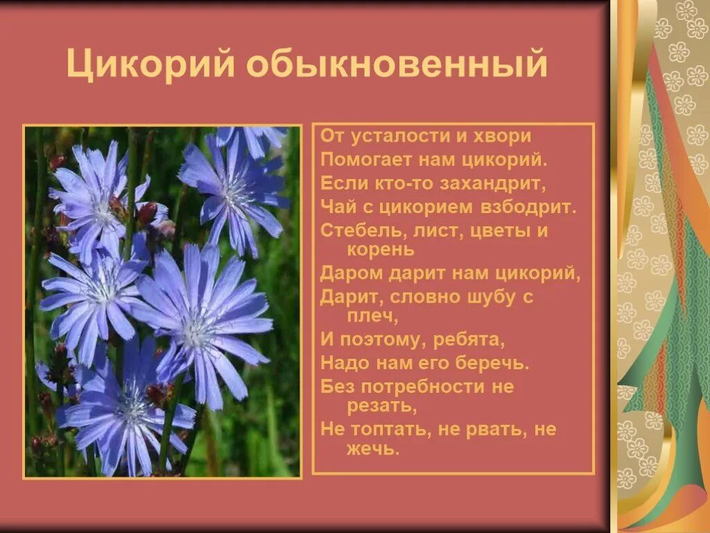 Предложение с васильком. Цикорий цветок и Василек. Цикорий растение Василек. Цикорий и Василек отличие. Василек и цикорий различие.