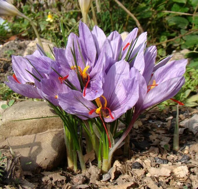 Луковицы шафрана. Крокус Шафран посевной. Sativus Saffron Крокус. Шафран посевной (Crocus sativus). Крокус осеннецветущий Шафран посевной.