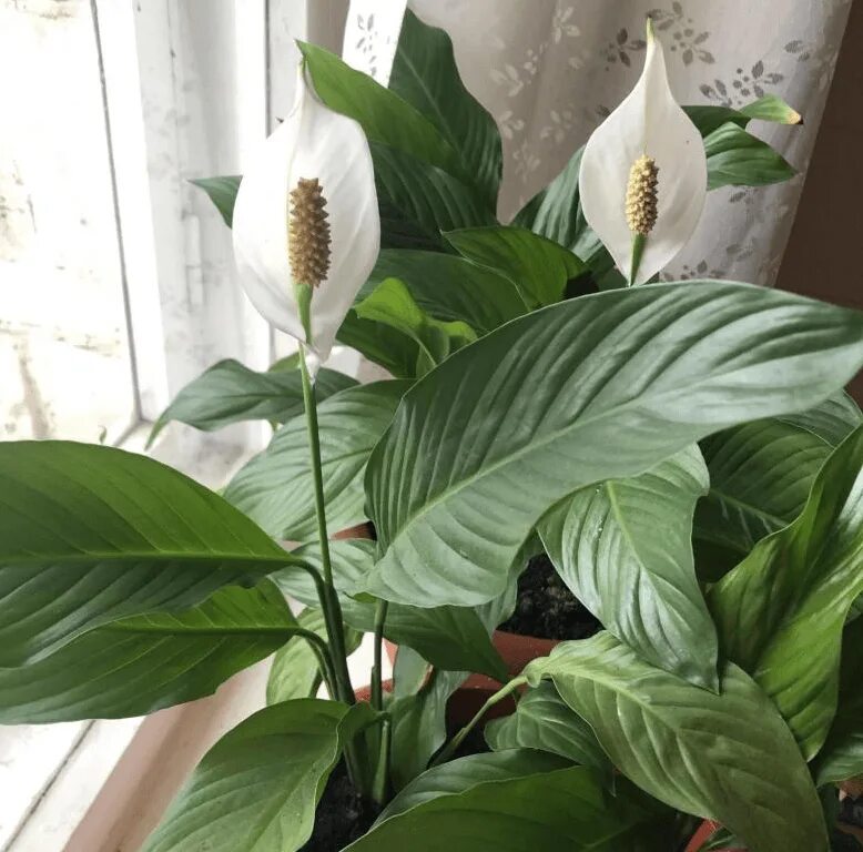 Спатифиллум гигант. Спатифиллум сенсейшен. Спатифиллум Уоллиса (Spathiphyllum wallisii). Спатифиллум сенсация Spathiphyllum Sensation. Спатифиллум сорт сенсация.