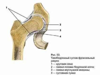 Внутрисуставные связки тазобедренного сустава