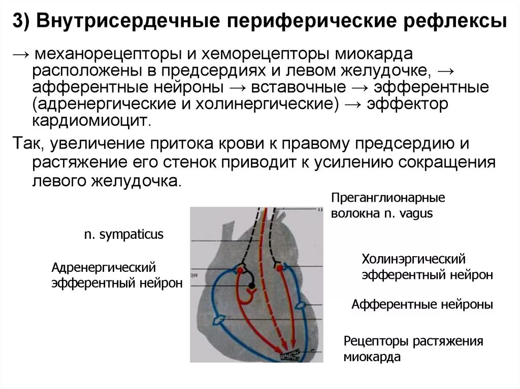 Центр сердечной деятельности располагается