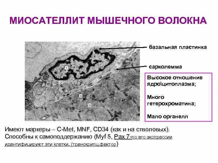 Гистогенез мышечной ткани