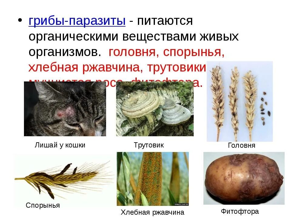 Какие грибы паразитические. Головня спорынья трутовик. грибы паразиты головня спорынья трутовики. грибы спорынья головня трутовик. паразиты растения головня спорынья.