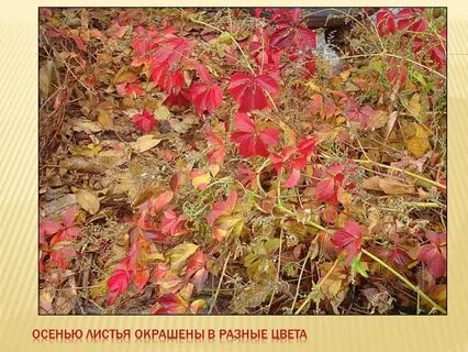 Окраска осенних листьев зависит от