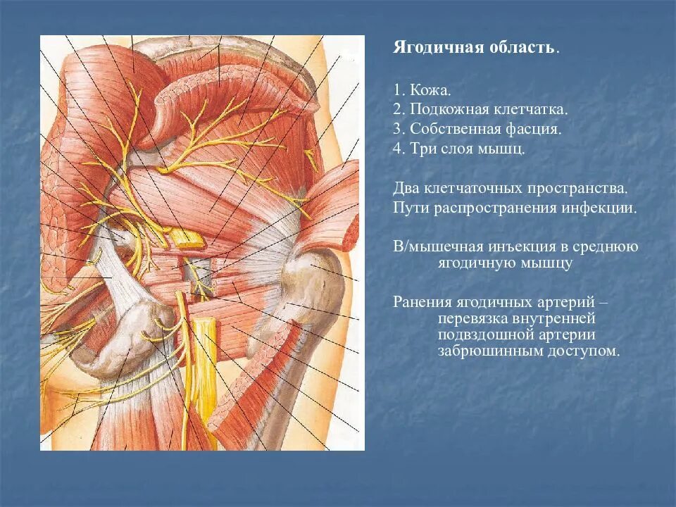 Подъягодичное клетчаточное пространство