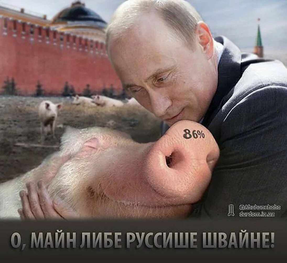 Свинья бандит