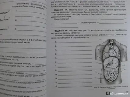 Контрольная работа по биологии человек