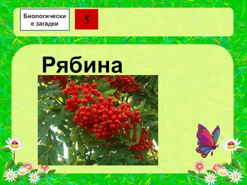 Загадка про рябину. Загадка про рябину для детей. Загадка про рябину для дошкольников. Загадка про рябину для детей 6-7. Прилагательное к слову рябина