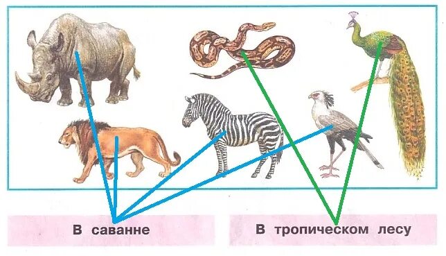 Где живут животные в саванне или в тропическом лесу. В саванне или в тропическом. Животные саванны и тропического леса. Павлины живут в саванне или в тропическом лесу.