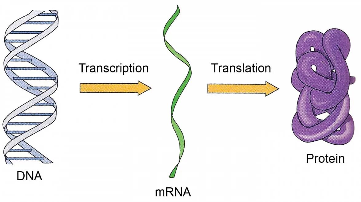 белки матричных днк