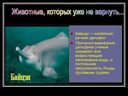 Почему дельфины в красной книге