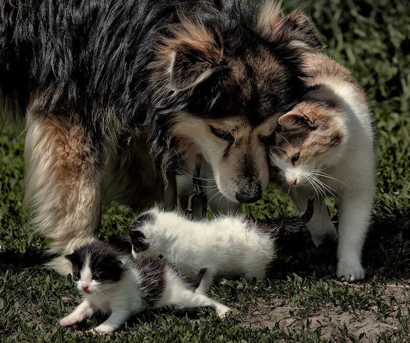 Где кошка собака. Трогательные животные. Животные друзья. Разные животные вместе. Кот и собака.