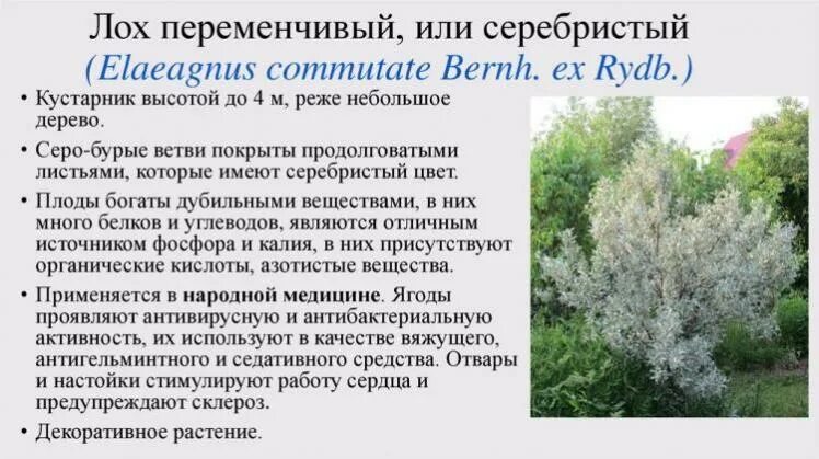 Лох фото и описание кустарника