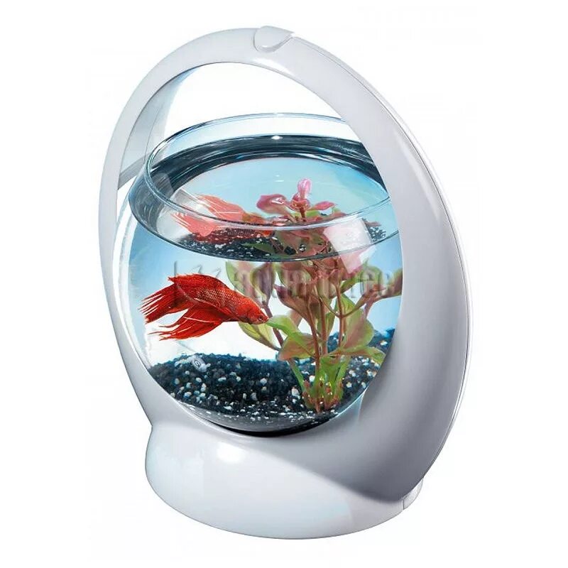 Аквариум в шаре. Аквариум Tetra Betta Ring 1,8л. Аквариум Tetra Betta Ring. Tetra Betta Ring белый аквариум-шар. Tetra аквариум Betta Ring круглый.