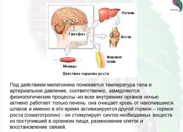 Роль мелатонина в организме. Гормон мелатонин синтезируется в:. Функции мелатонина в организме. Роль гормонов в организме. Мелатонин для чего нужен организму