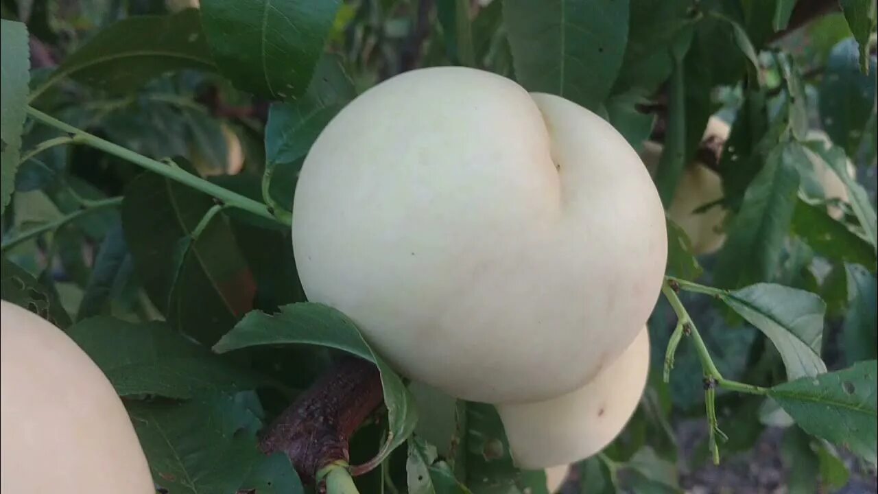 Белый персик айс пич. Персик айс пич. Персик айс пич. Персик ice peach морозостойкость. Peach ice 1600.