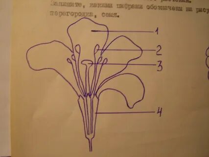 Строение цветка и плода