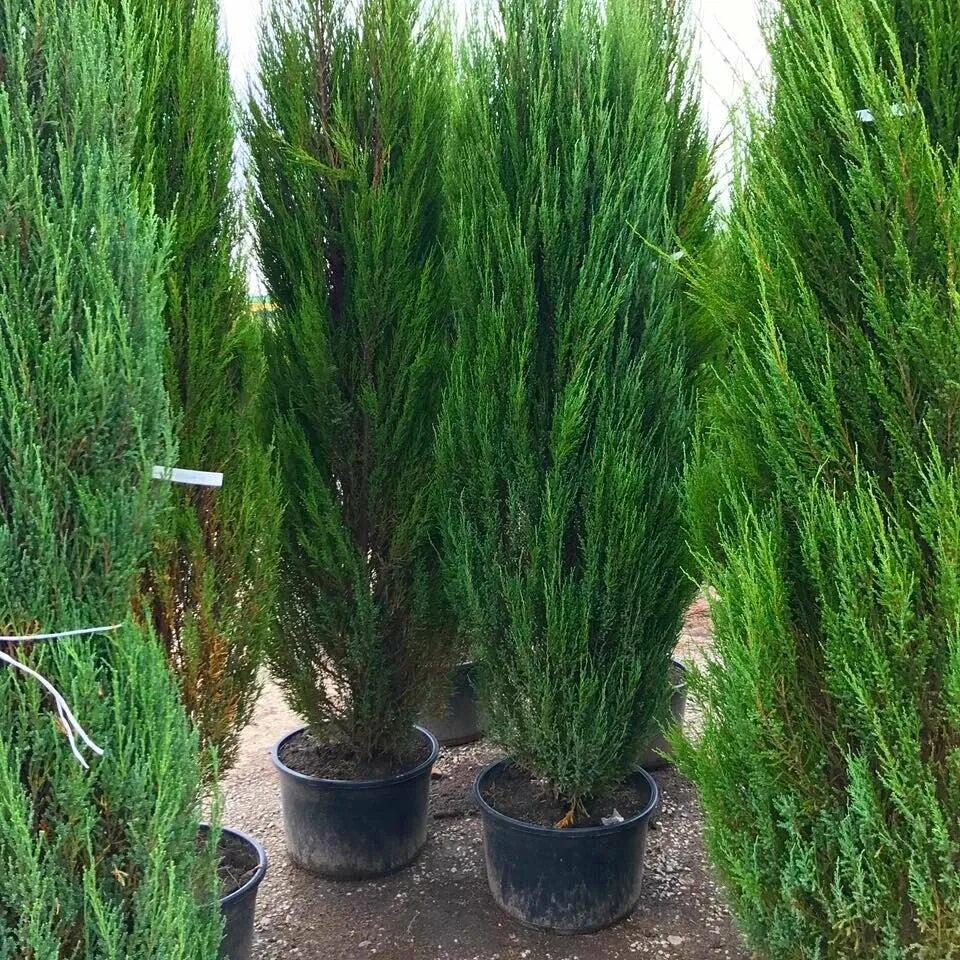 питомник бахчисарай. питомник бахчисарай. питомник декоративных растений беларусь агрогородок красное. питомник полины козловой бахчисарай. бахчисарай цветущие сады.