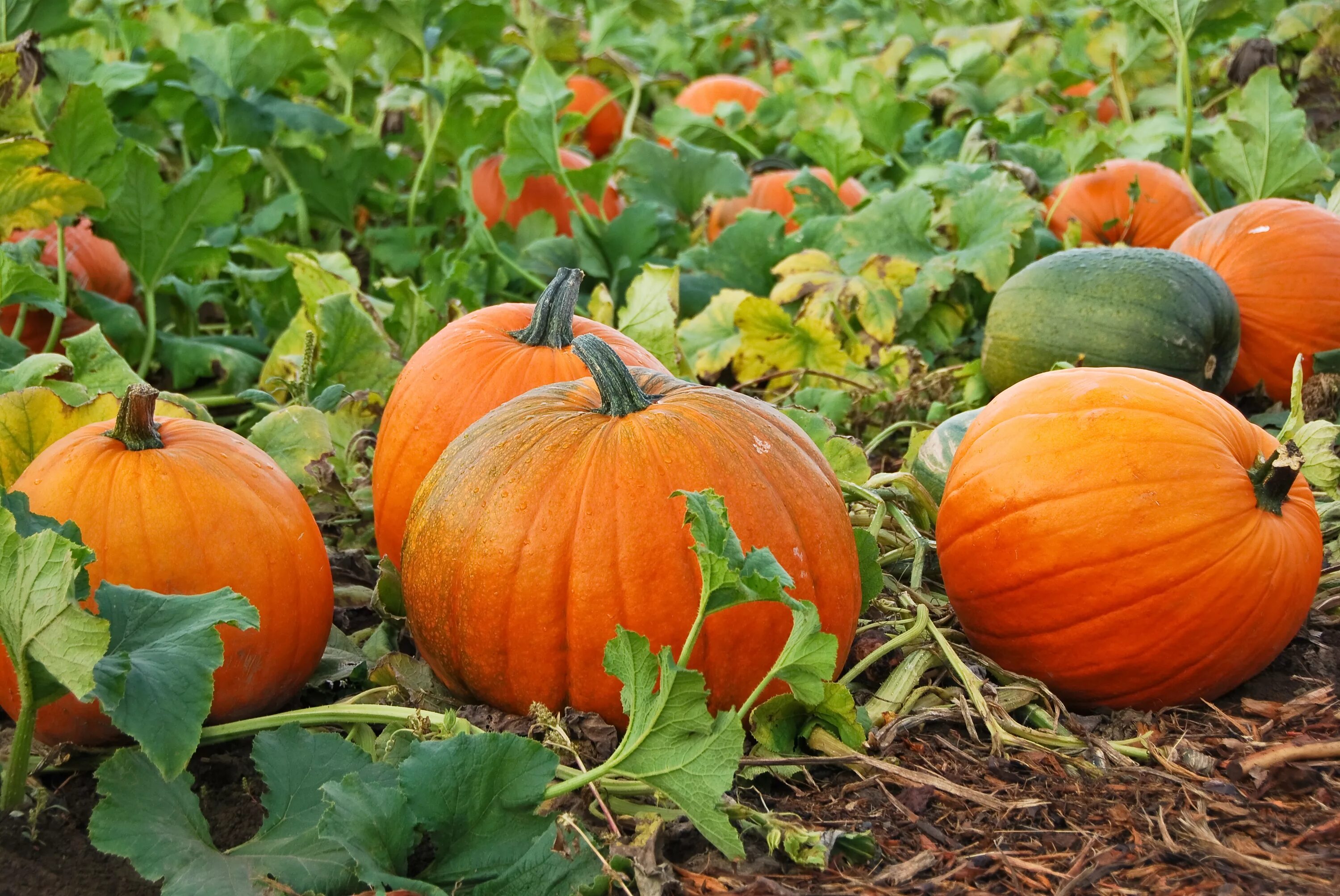 Тыква Стофунтовая. Тыква крупноплодная. Тыква Cucurbita maxima. Тыква кустовая оранжевая (2г). Тыква культура