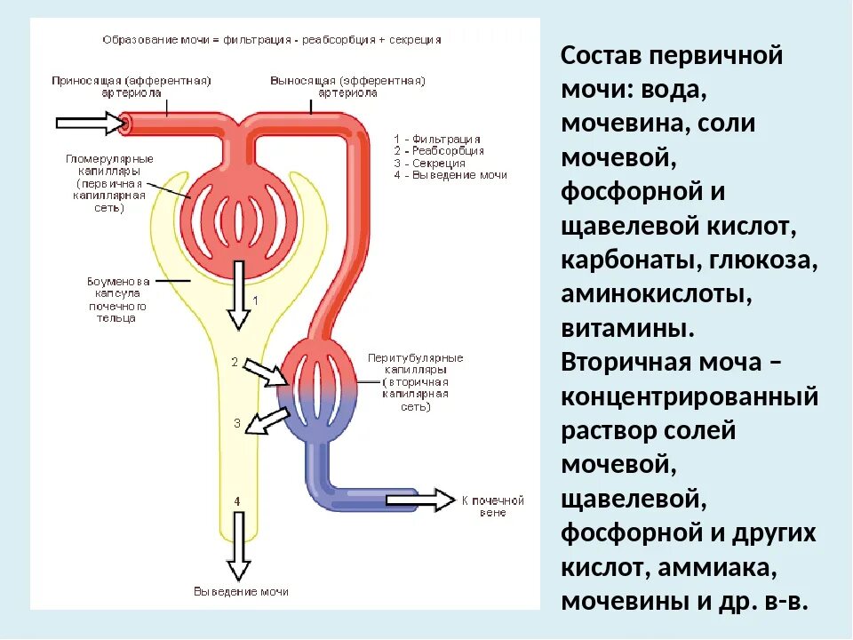 Образование мочи в нефроне схема. Схема нефрона фильтрация. Этапы образования мочи схема. Схема процесса мочеобразования. Как регулируется процесс образования мочи