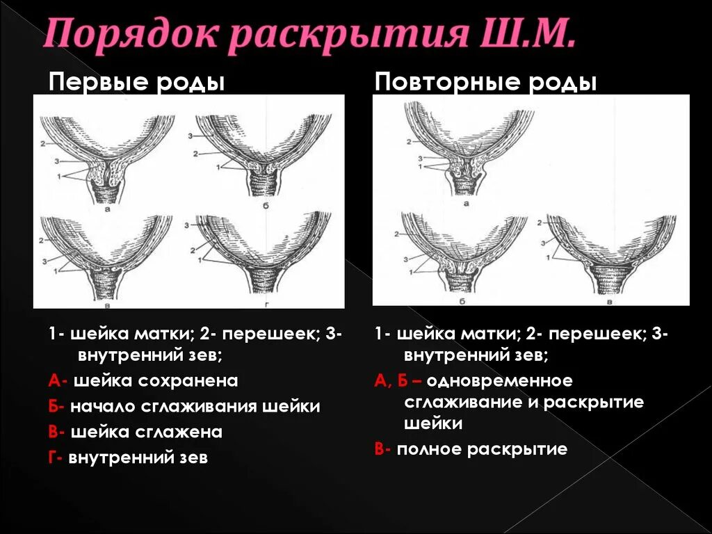 На сколько пальцев родах. Раскрытие шейки матки при родах в картинках. Раскрытие шейки матки в родах.