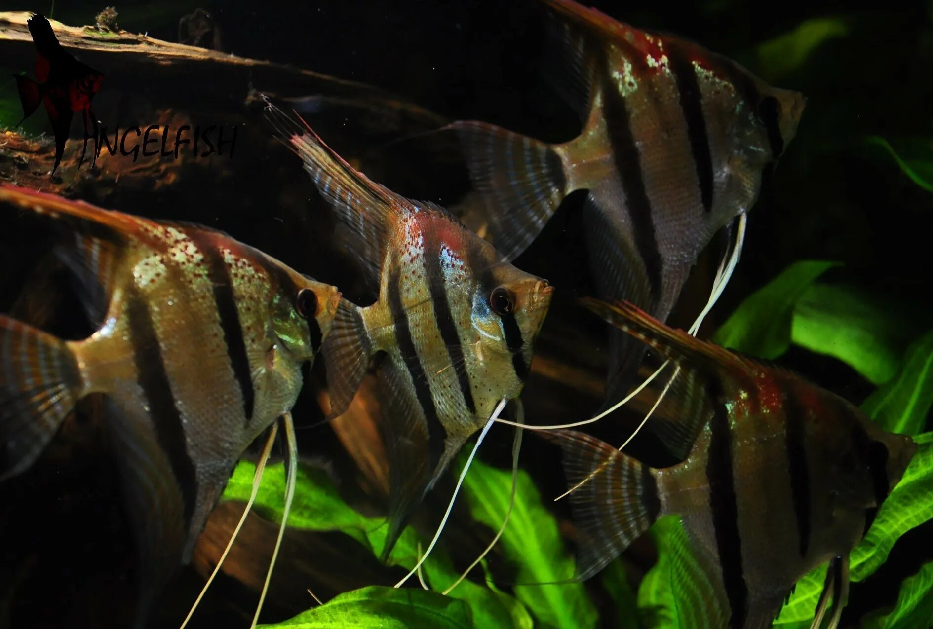 Съели скалярию