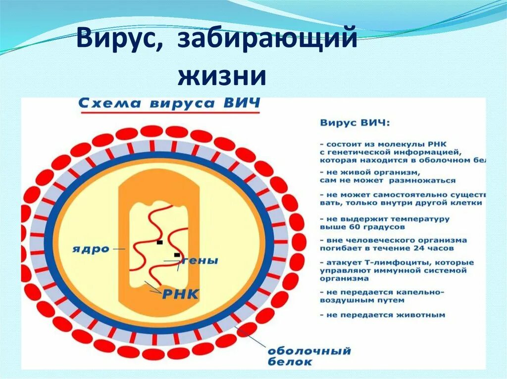 Вирус иммунодефицита человека содержится. Вирус вич строение микробиология. схема вируса вич. строение вируса вич инфекции. строение вируса вич.