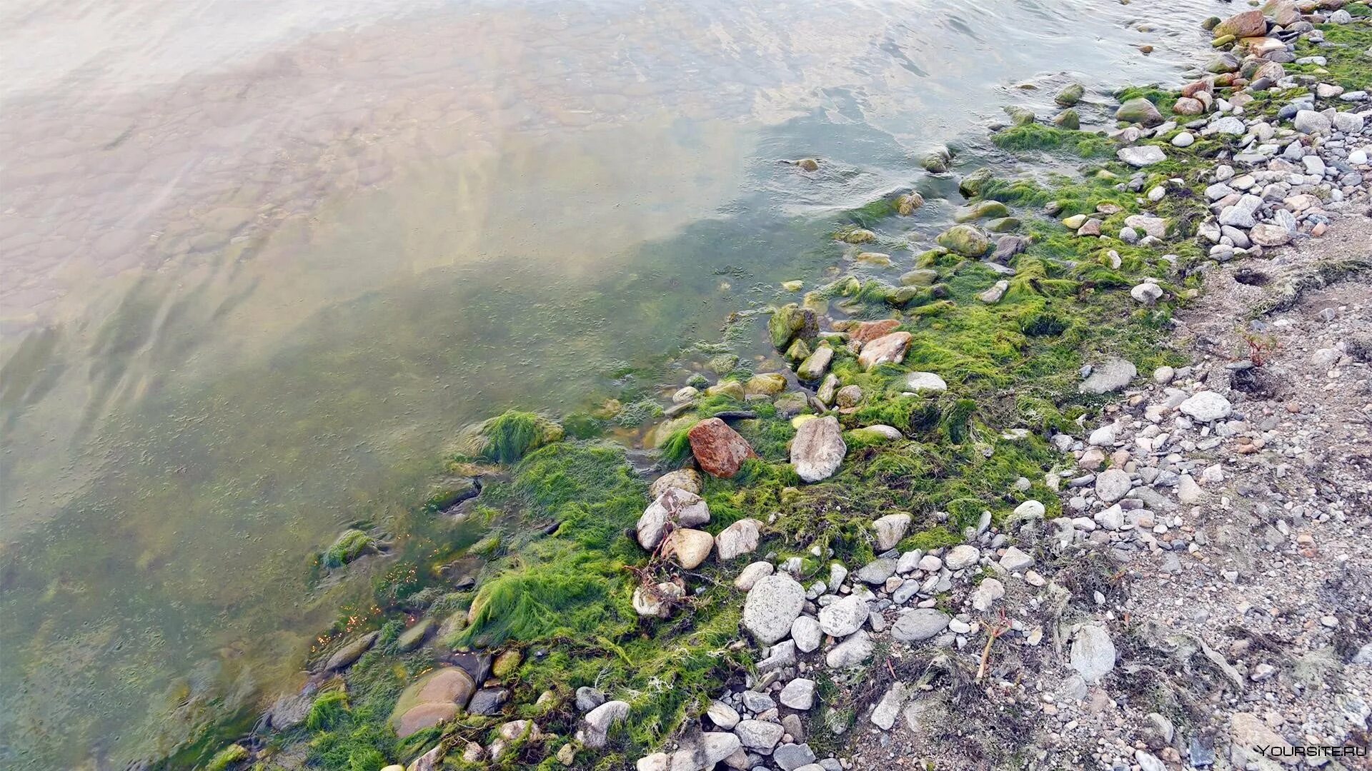 Байкал водоросли спирогиры. Водорослями спирогира озеро Байкал. Спирогира Байкал 2022. Байкал спирогира Северобайкальск.