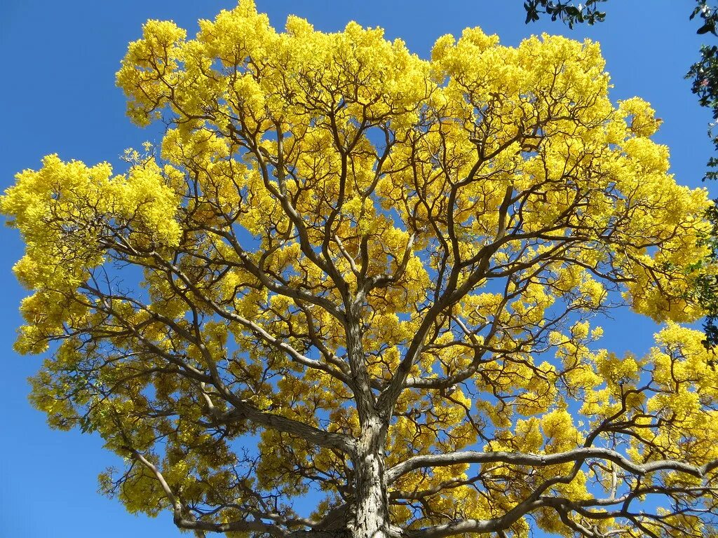 Tabebuia Aurea. Табебуйя дерево. Tabebuia ochracea. Tabebuia Aurea Yellow Trumpet Tree Seeds.