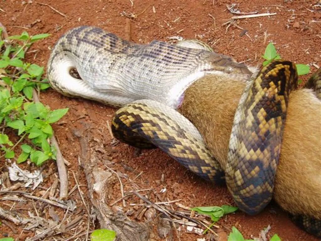 Почему змея ест. Питон Анаконда змея ест. Питон змея заглатывает. Питон крокодил Мундарра. Змея Анаконда заглатывает питона.