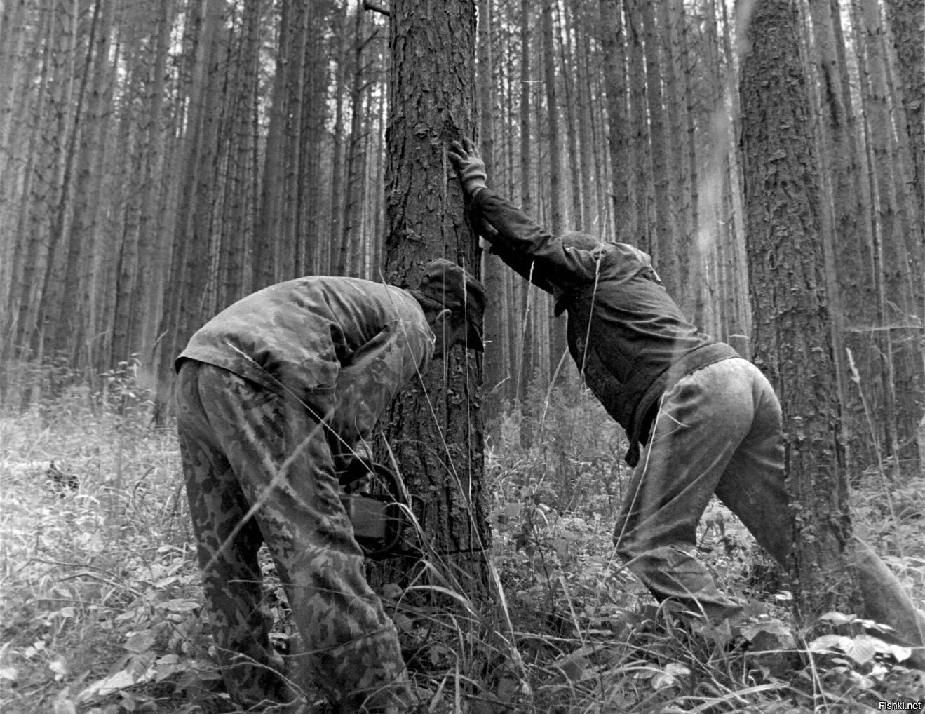 Как вытащить лес. Лесорубы в тайге. лесорубы валят лес. советские лесорубы. ручная валка леса.