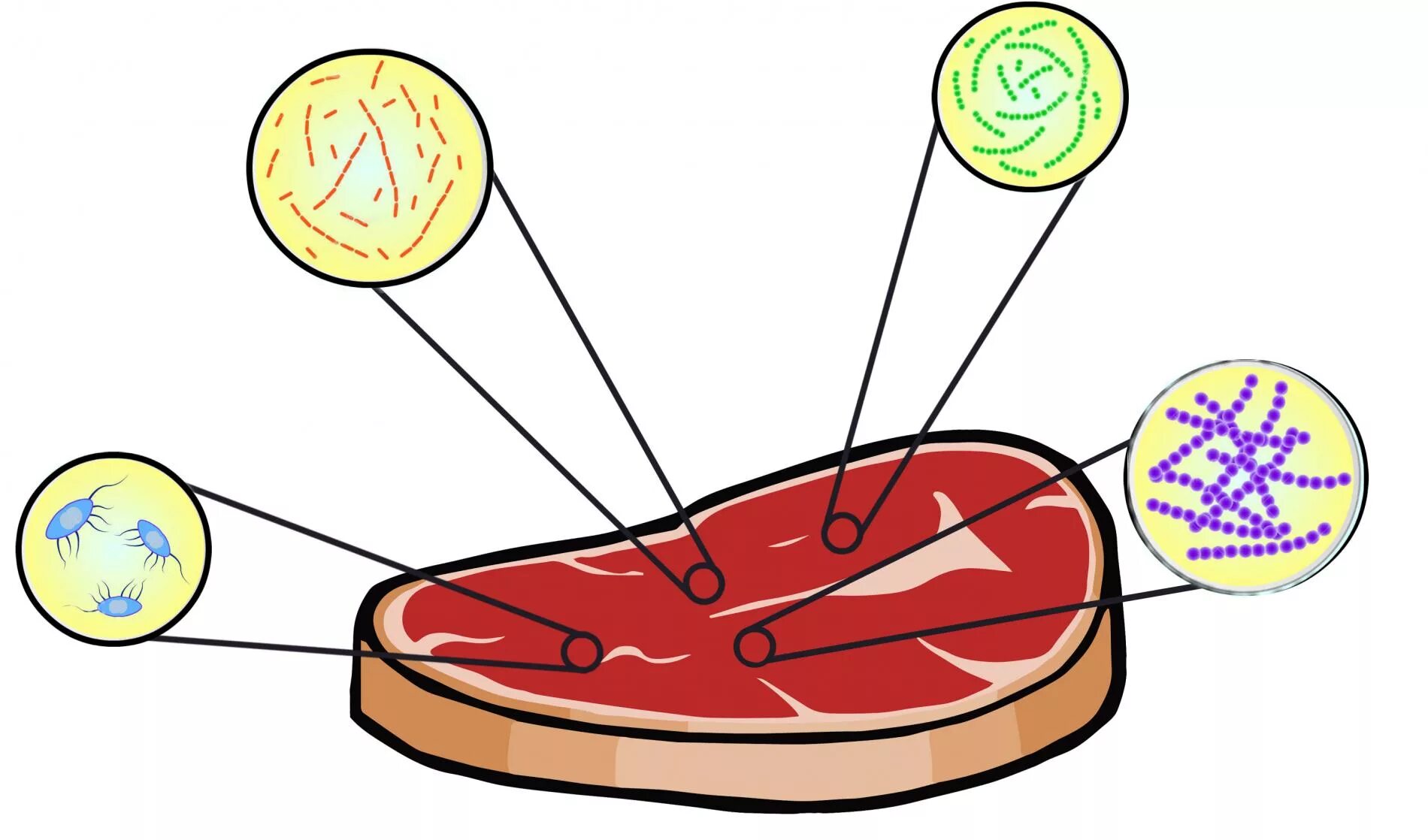 микрофлора мясных продуктов.