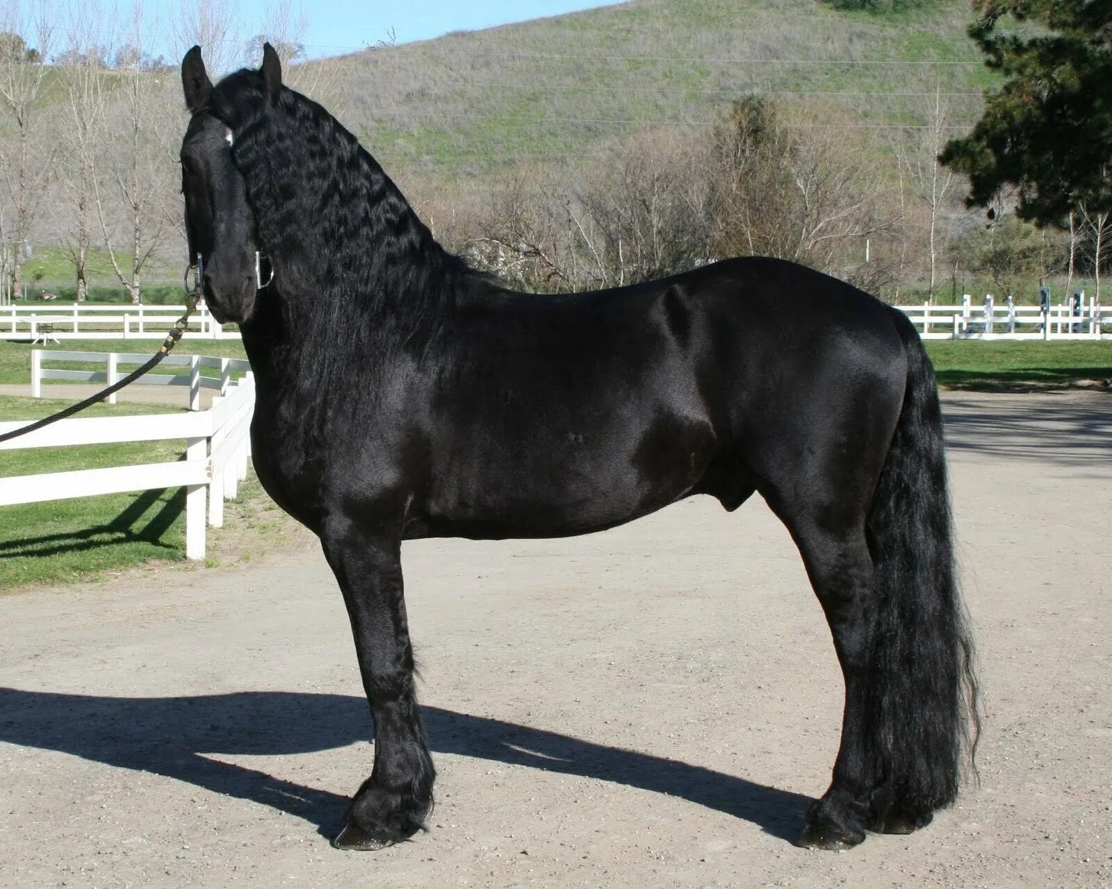 фризская лошадь гнедая. вороная порода лошадей. черный конь стоит. фризская вороная. фризская порода лошадей вороная.