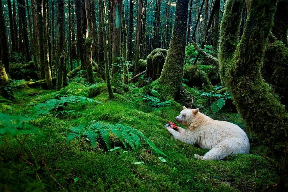 Новая дикая природа. Great Bear Rainforest Канада. Дождевой лес Британская Колумбия. Звери в лесу. Лесные обитатели.