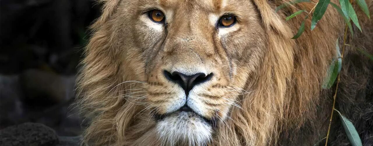 Дни льва в марте 2024. День Льва. Всемирный день Льва. Всемирный день Льва 10 августа. День Льва 10 августа картинки.