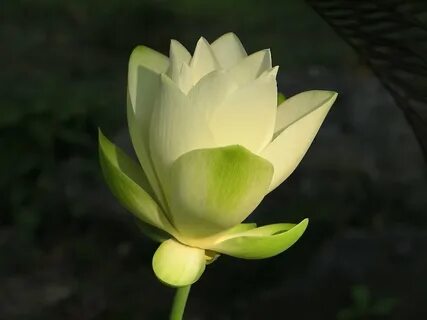 Lands lotus