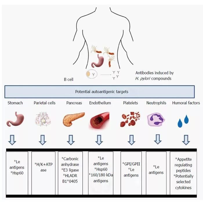 Антитела к h. pylori в крови. Helicobacter pylori резистентность по регионам. Anti-Helicobacter pylori IGG норма показатели. Антитела к хеликобактер пилори IGG норма. Определение хеликобактер в кале