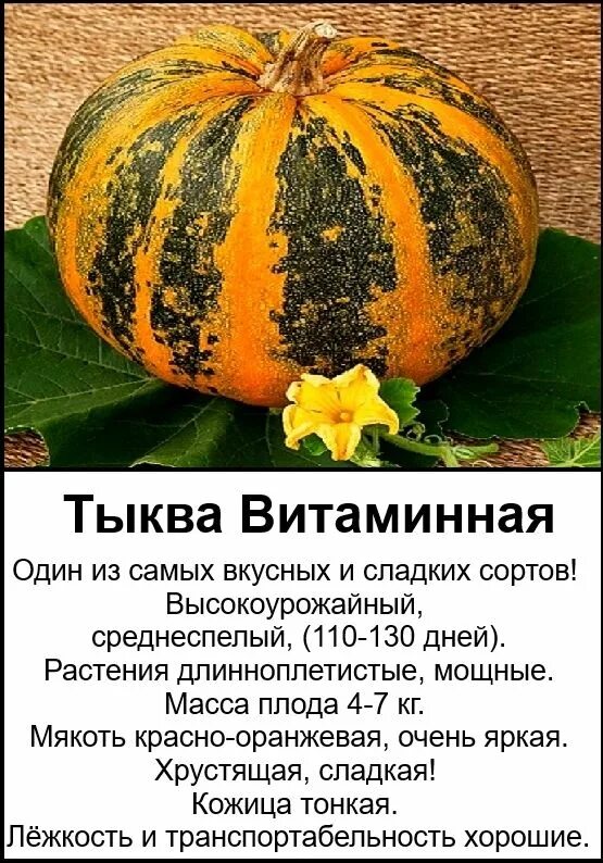 Паром тыкву. Тыква вареная. Паром тыкву. Паром тыкву. Тыква сорта сквош.