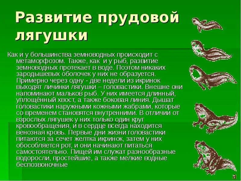 Годовой жизненный цикл земноводных. Стадии развития головастика лягушки. этапы размножения лягушки. цикл развития земноводных схема. стадии развития лягушки описание.
