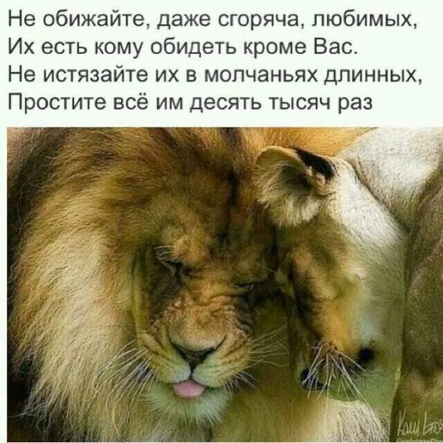 Лев обиделся. Львы не обижаются. Лев в обиде. Не обижайте Льва. Обижает лев