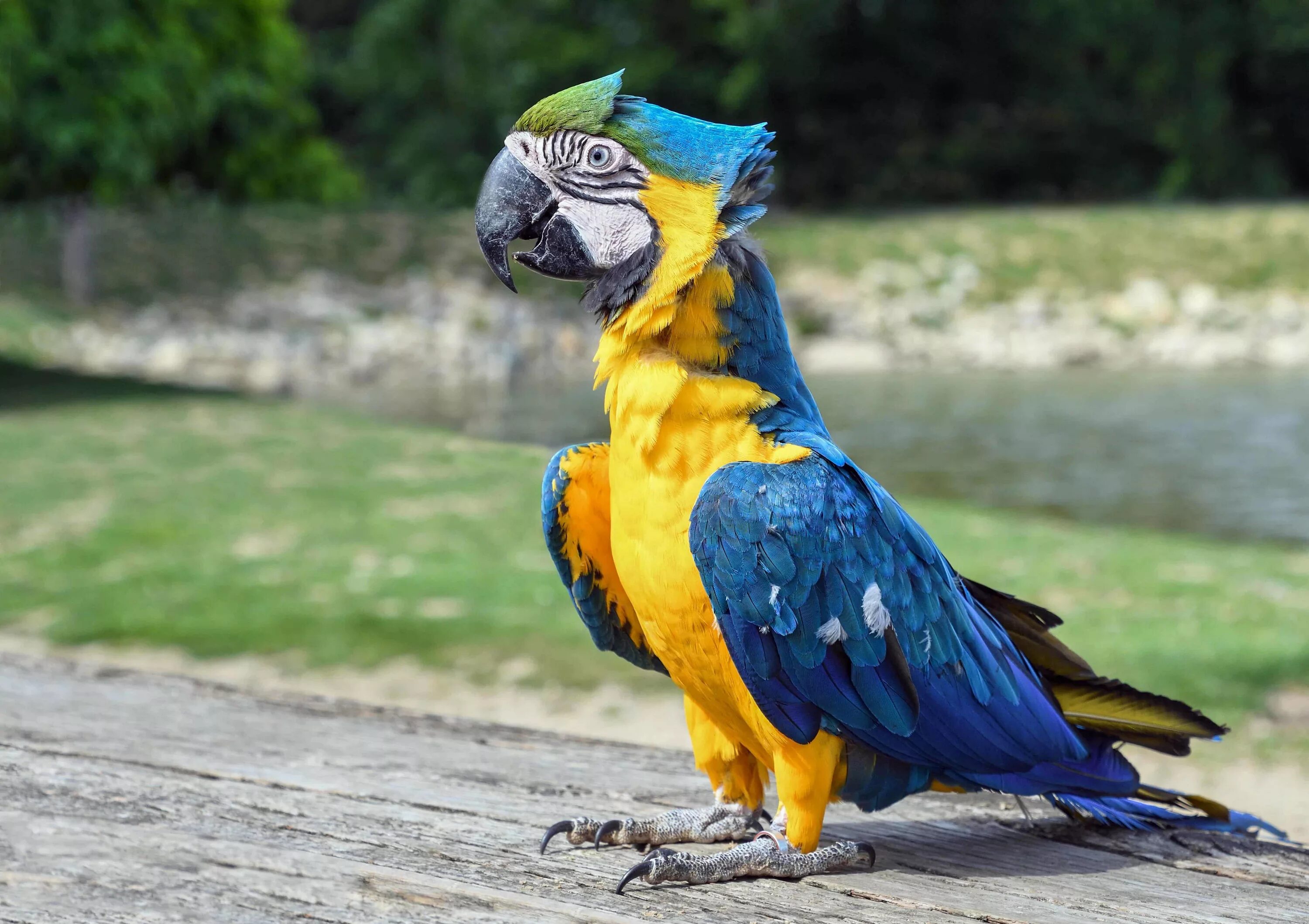 Кто такой попугай. Попугай ара. Ара ара попугай. Попугай ара сине-жёлтый (Ara ararauna). Blue Macaw попугай.