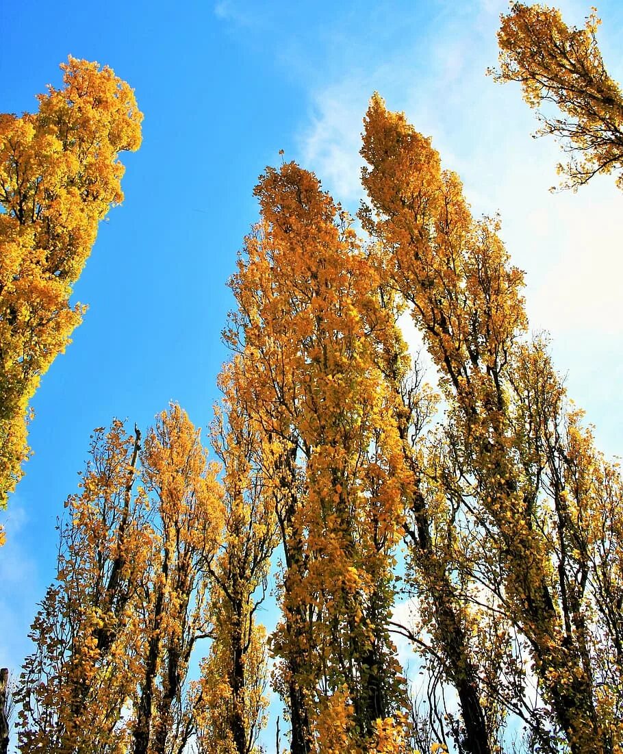 My little poplar. Тополь дерево. Тополь канадский (Populus canadensis). Тополь кипарисовидный. Черный Тополь-осокорь-дерево.