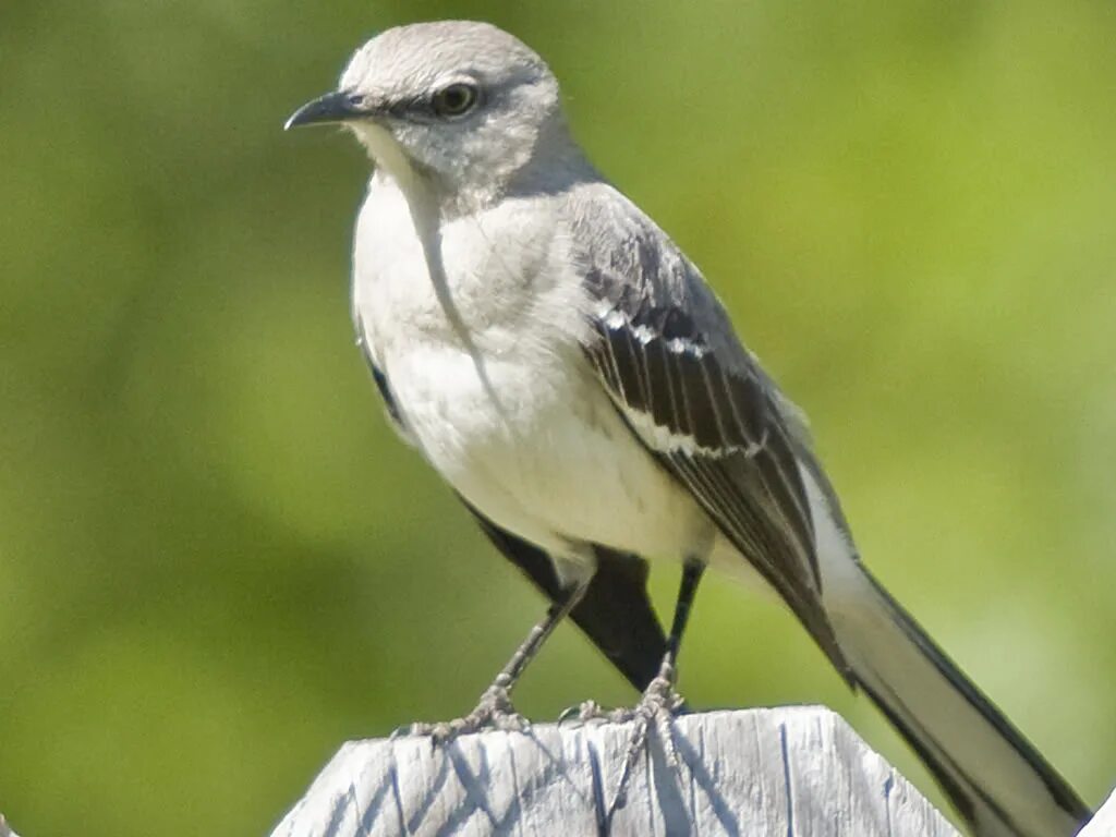 Mocking bird. Дрозд пересмешник. Певчие пересмешники. Многоголосый пересмешник. Белобровый певчий пересмешник.