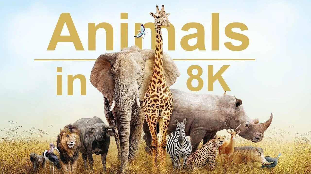 Animals ii. Animals ii