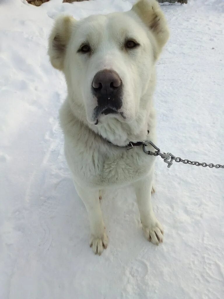 Сао среднеазиатская овчарка. Имена для собак алабаев мальчики. Порода алабай собака девочка. Тигровая среднеазиатская овчарка. Алабай 4к.